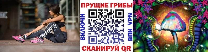 Псилоцибиновые грибы Psilocybe  Сураж 